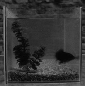 The Composing Fish Picture